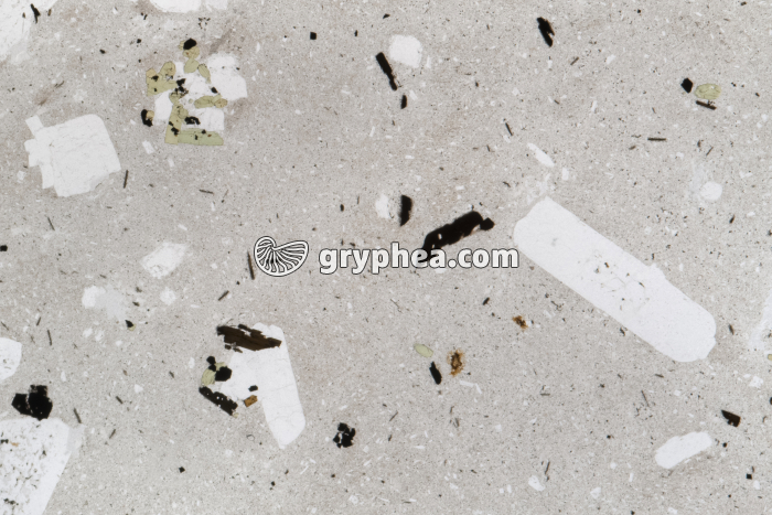 Trachyte LPNA x3 - gryphea.com